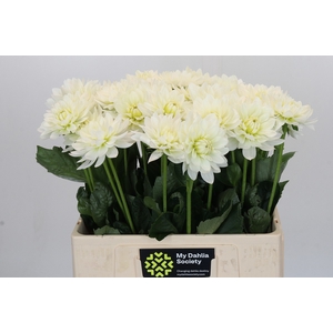 Dahlia Karma M. Zwaan