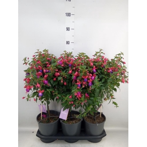 Fuchsia  'Bella Fuchsia Vera'