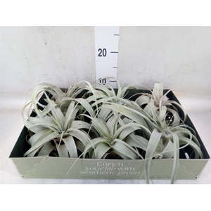 Tillandsia xerographica