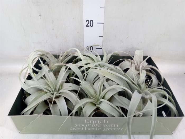<h4>Tillandsia xerographica</h4>