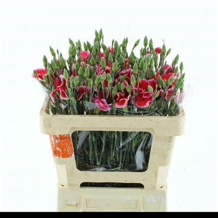 <h4>Di Tr Simply Cherry Extra</h4>