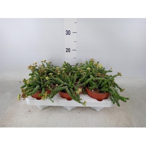 Crassula marnieriana