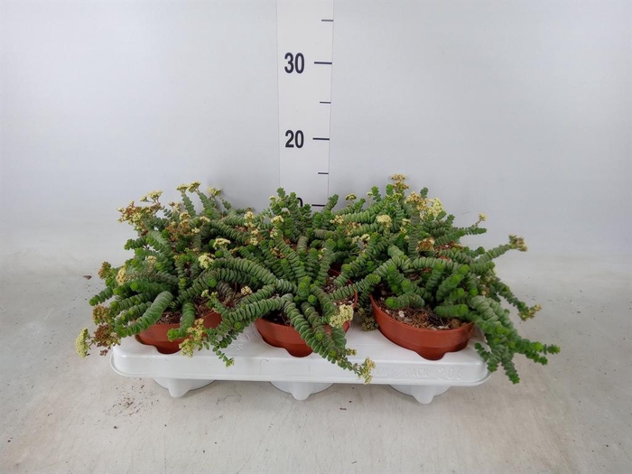 <h4>Crassula marnieriana</h4>