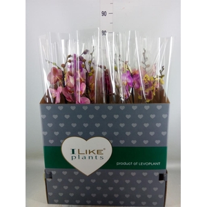 Phalaenopsis   ...mix