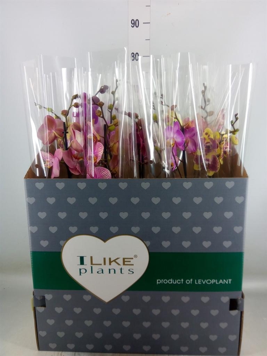 <h4>Phalaenopsis   ...mix</h4>