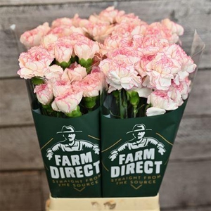 Di St Pastel Damascus