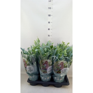 Phlebodium aureum 'Blue Star'