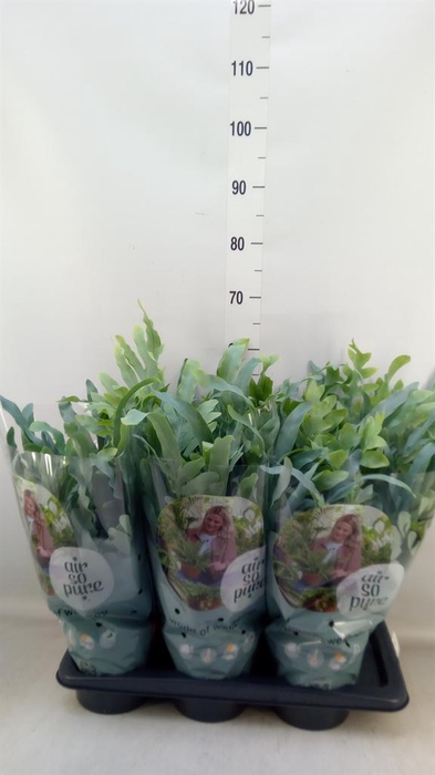 <h4>Phlebodium aureum 'Blue Star'</h4>