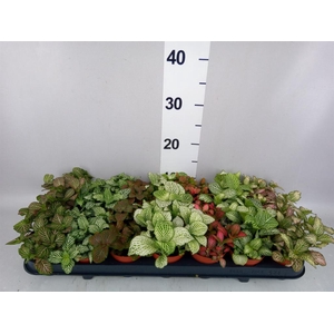 Fittonia   ...mix 7