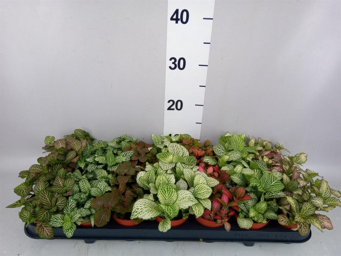<h4>Fittonia   ...mix 7</h4>