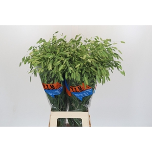 Chasmanthium Green