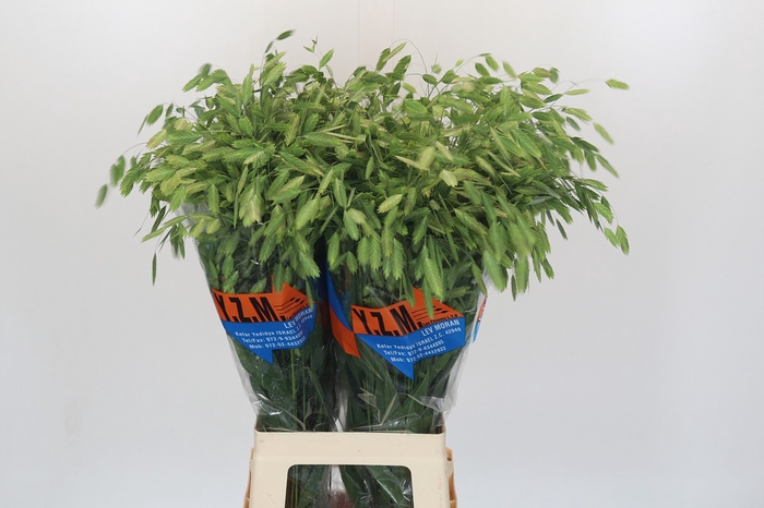 <h4>Chasmanthium Green</h4>