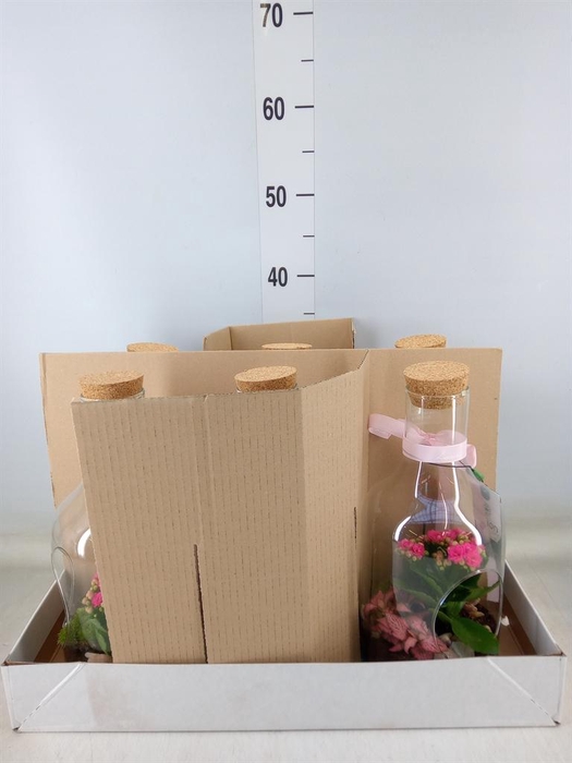 Planten  ..in schaal H%