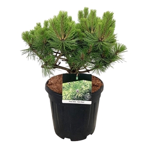 Pinus dens. 'Jane Kluis'