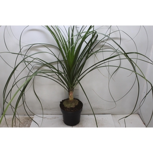 BEAUCARNEA P17