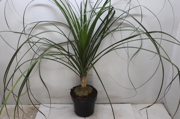 <h4>BEAUCARNEA P17</h4>