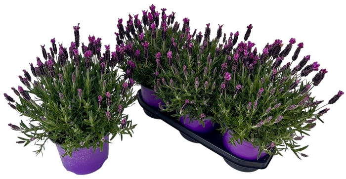 <h4>LAVAN STOECHAS</h4>