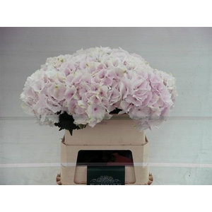 Hydr M Mag Emerald L.rose Extra
