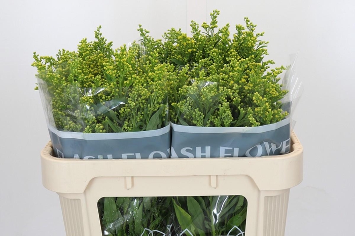 Solidago Golden Glory