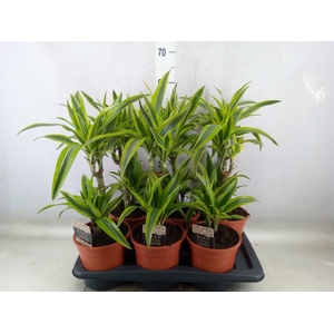 Dracaena fr de 'LemonLime'