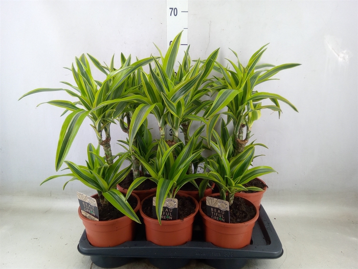 <h4>Dracaena fr de 'LemonLime'</h4>