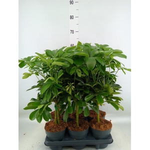 Schefflera arbor. 'Nora'