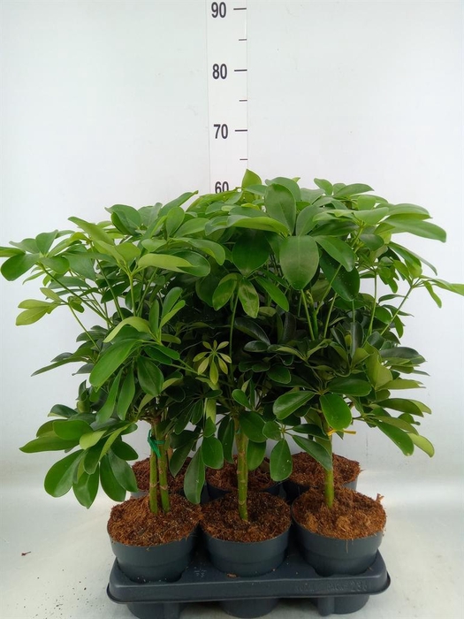 <h4>Schefflera arbor. 'Nora'</h4>