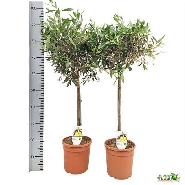 <h4>OLEA EUROPAEA</h4>