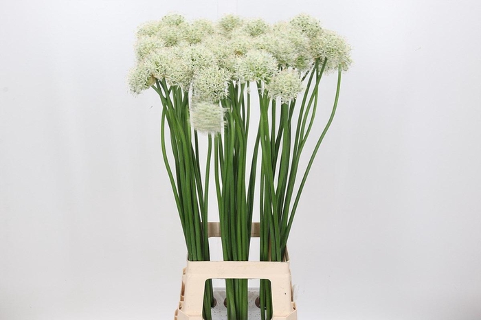 <h4>Allium Mount Everest</h4>