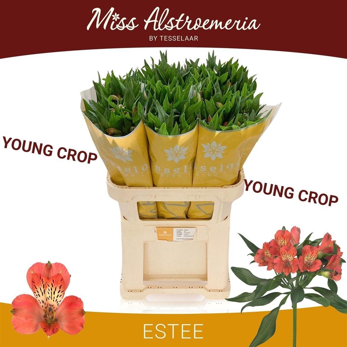 <h4>Alstr Estee</h4>