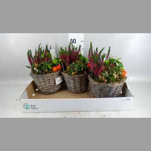 Arr.   Tuinplanten L%