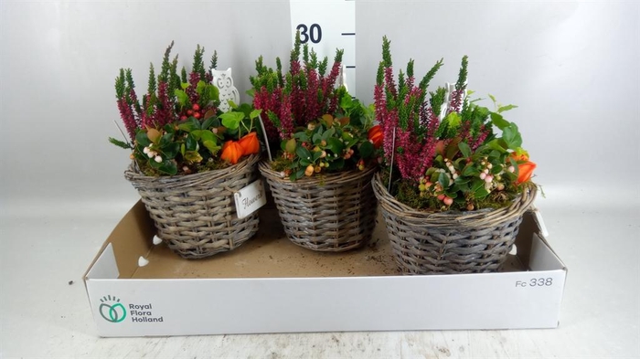 <h4>Arr.   Tuinplanten L%</h4>