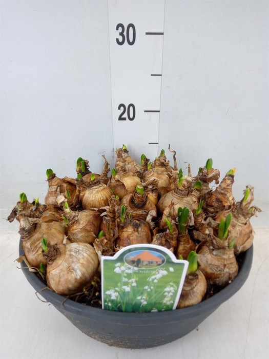 <h4>Leucojum aestivum</h4>