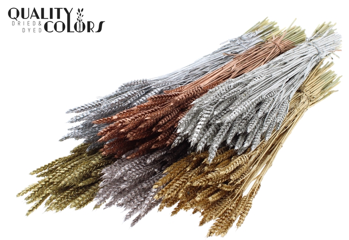 <h4>Triticum per bunch Mixed colours Metallic</h4>
