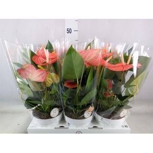 Anthurium andr. 'Livium Orange'
