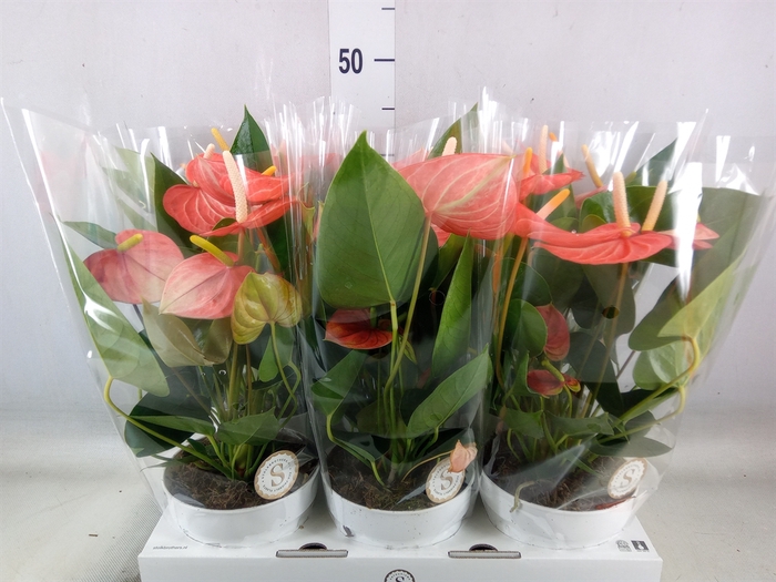 <h4>Anthurium andr. 'Livium Orange'</h4>