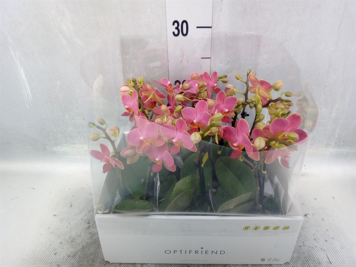 <h4>Phalaenopsis multi.   ...orange</h4>