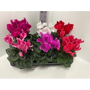 Cyclamen Halios Curly mix 13Ø 30cm
