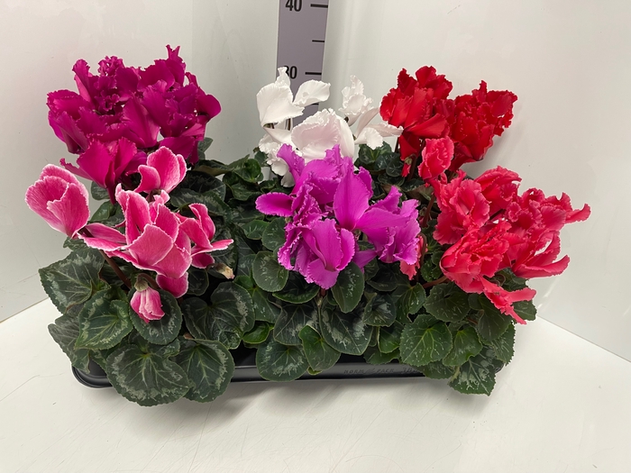 Cyclamen Halios Curly mix 13Ø 30cm