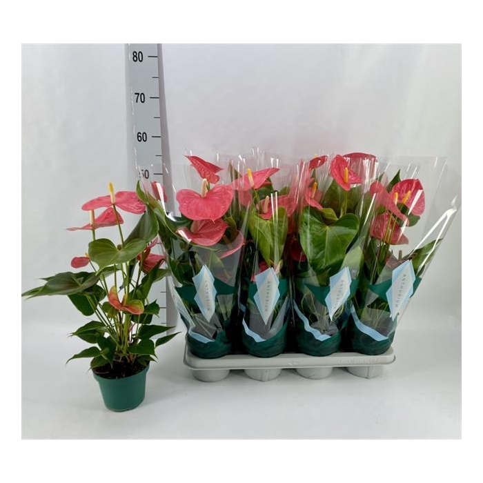 <h4>ANTHU AN COLORADO</h4>