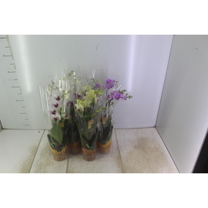 PHALAENOPSIS MINI P09 2 HT