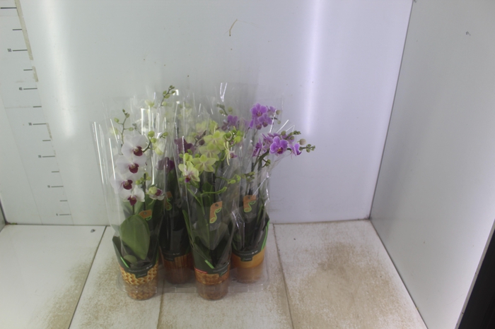 <h4>PHALAENOPSIS MINI P09 2 HT</h4>