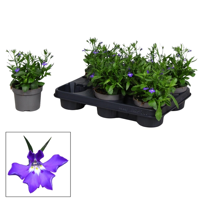 <h4>LOBE PURPLE STAR</h4>