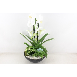 arr2 PL - Ebbischaal x2 phal. wit