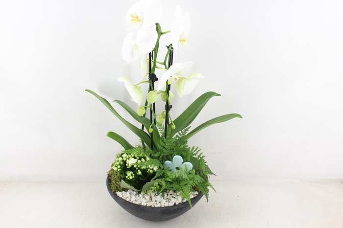 <h4>arr2 PL - Ebbischaal x2 phal. wit</h4>
