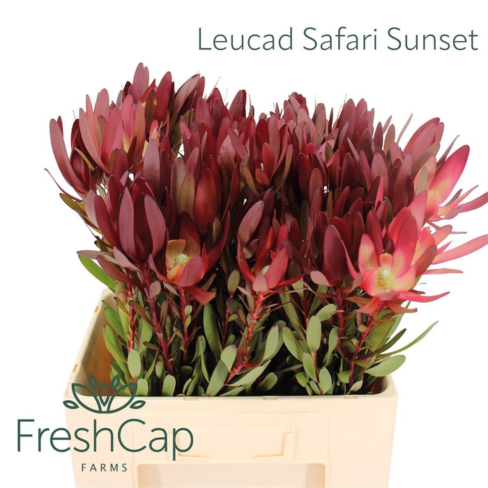 Leucad Safari Sunset