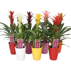 Guzmania gemengd in 6 kl. ribbel keramiek