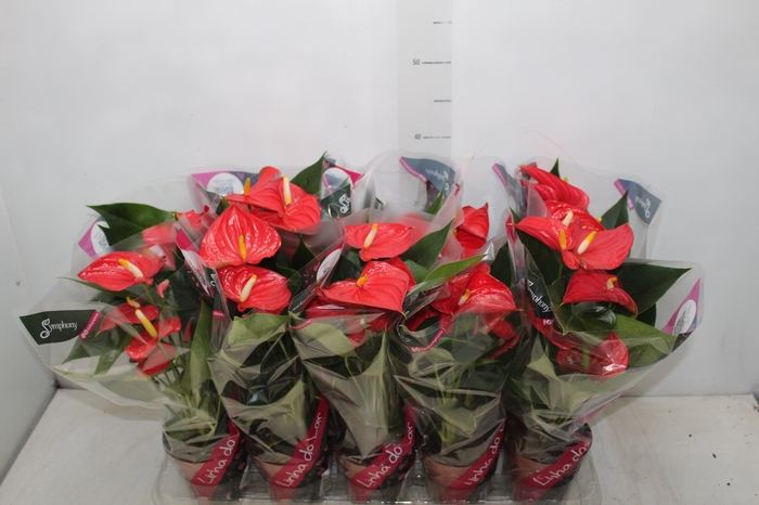 <h4>ANTHURIUM ESUDO P12</h4>