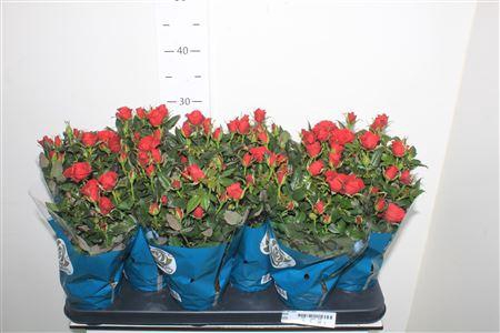 <h4>Ro Red Star</h4>