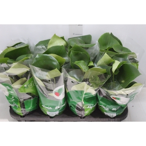 PEPEROMIA POLYBOTRYA RAINDROP P14